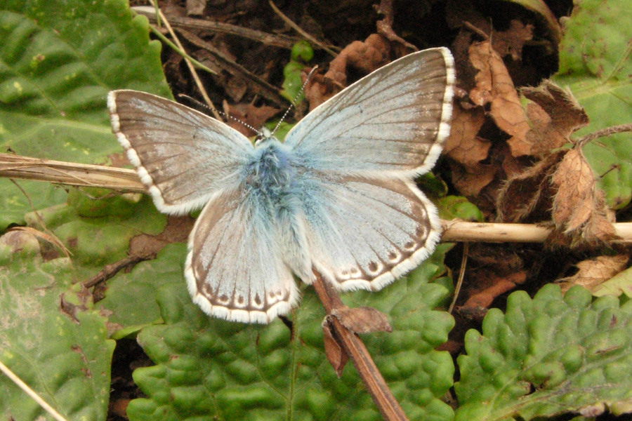 Polyommatus coridon?